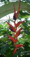 Heliconia pendula Wawra的圖片