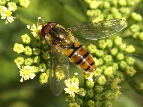 Image of Marmalade hoverfly