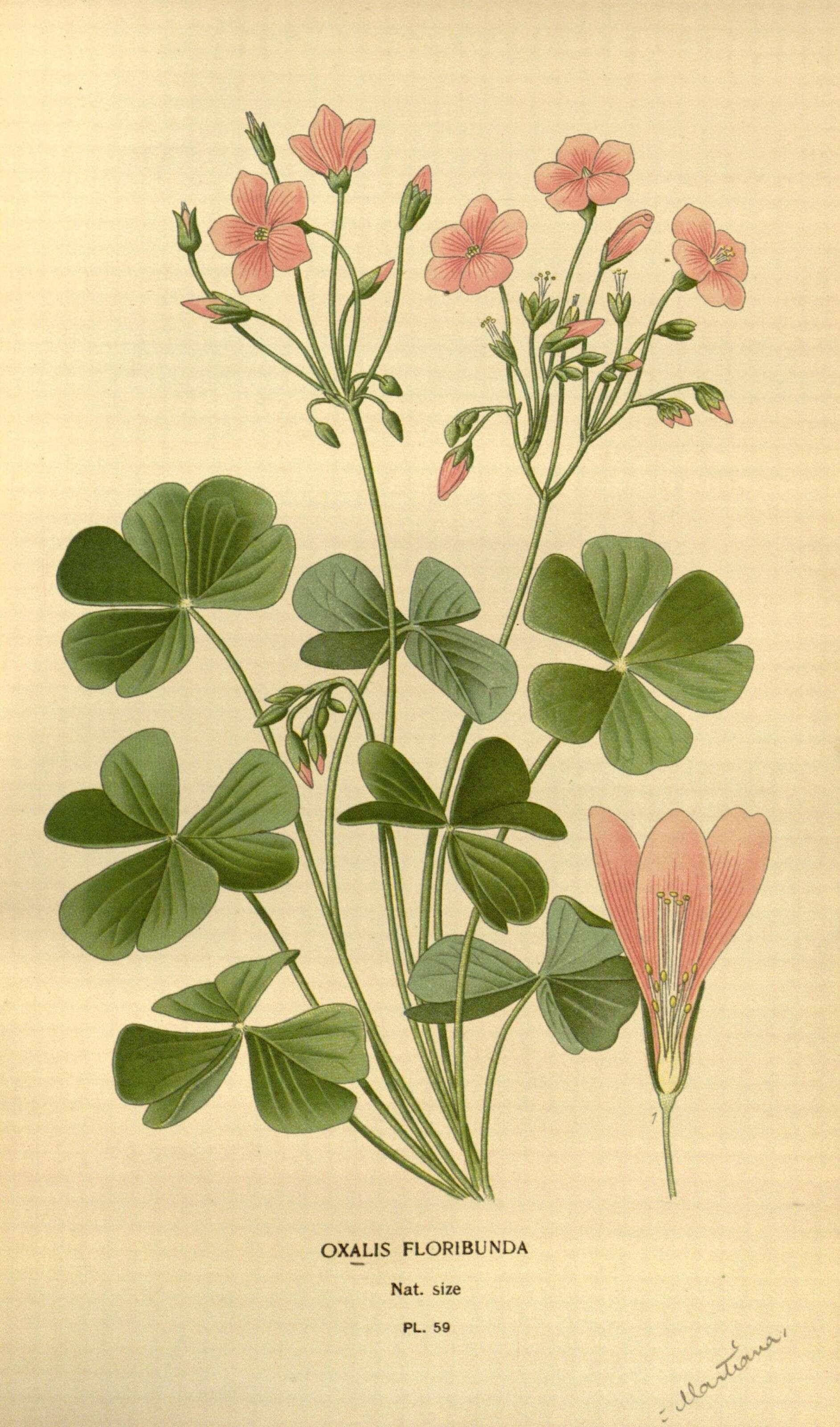 Image de Oxalis articulata Savigny