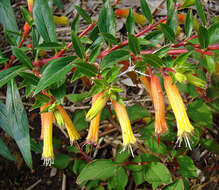 Image of Fuchsia microphylla Kunth