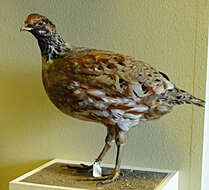 Image of Common Hill Partridge