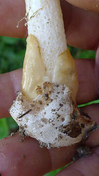 Image of Bridal veil stinkhorn