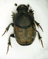 Слика од Onthophagus (Palaeonthophagus) similis (Scriba 1790)