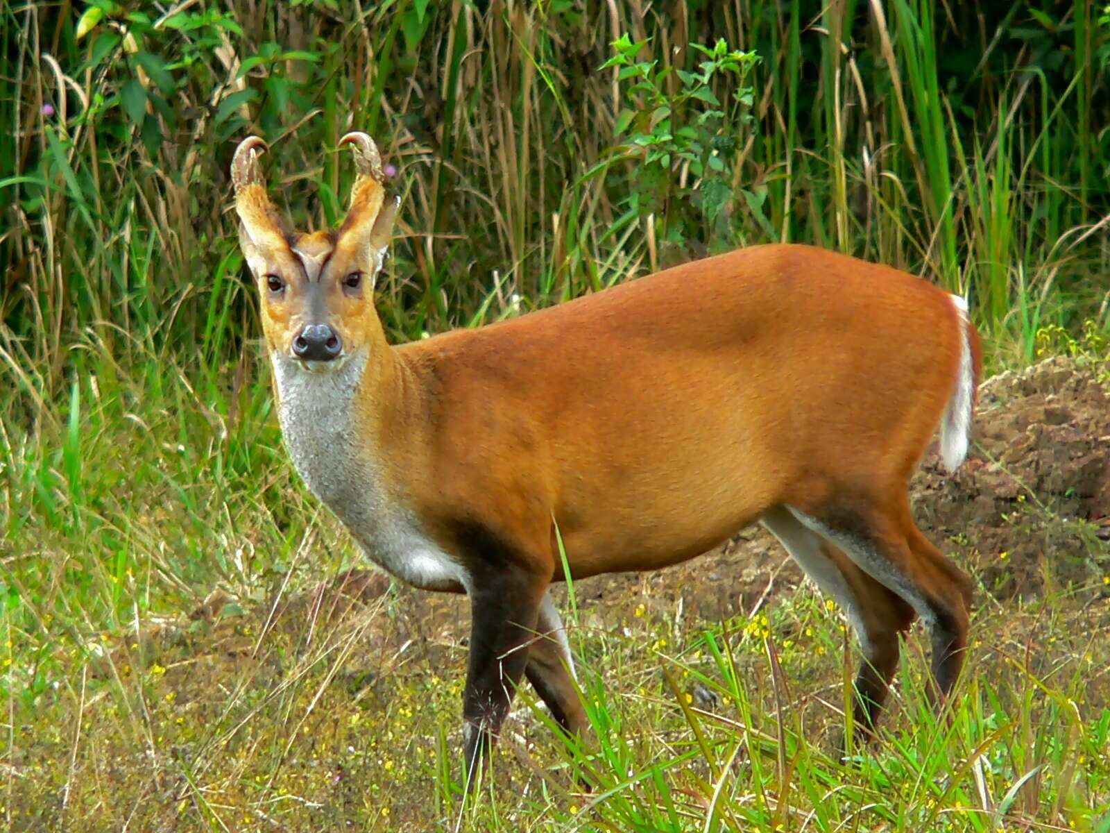 Image of Barking Deer