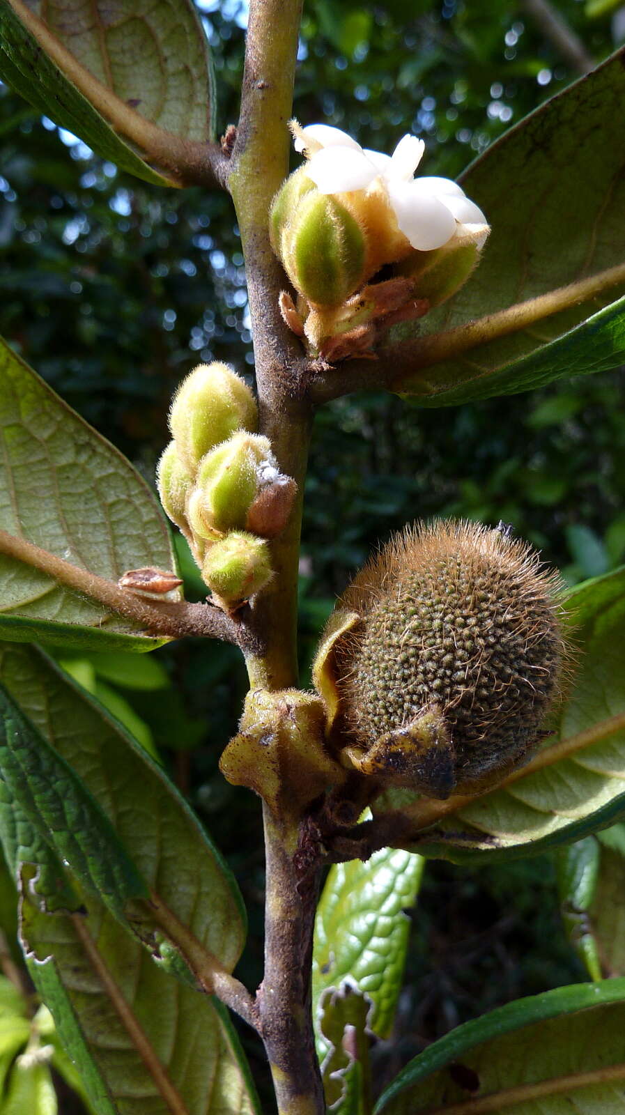 Image of Diospyros gaultheriifolia Mart. ex Miq.