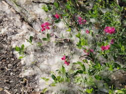 Lathyrus tuberosus L. resmi