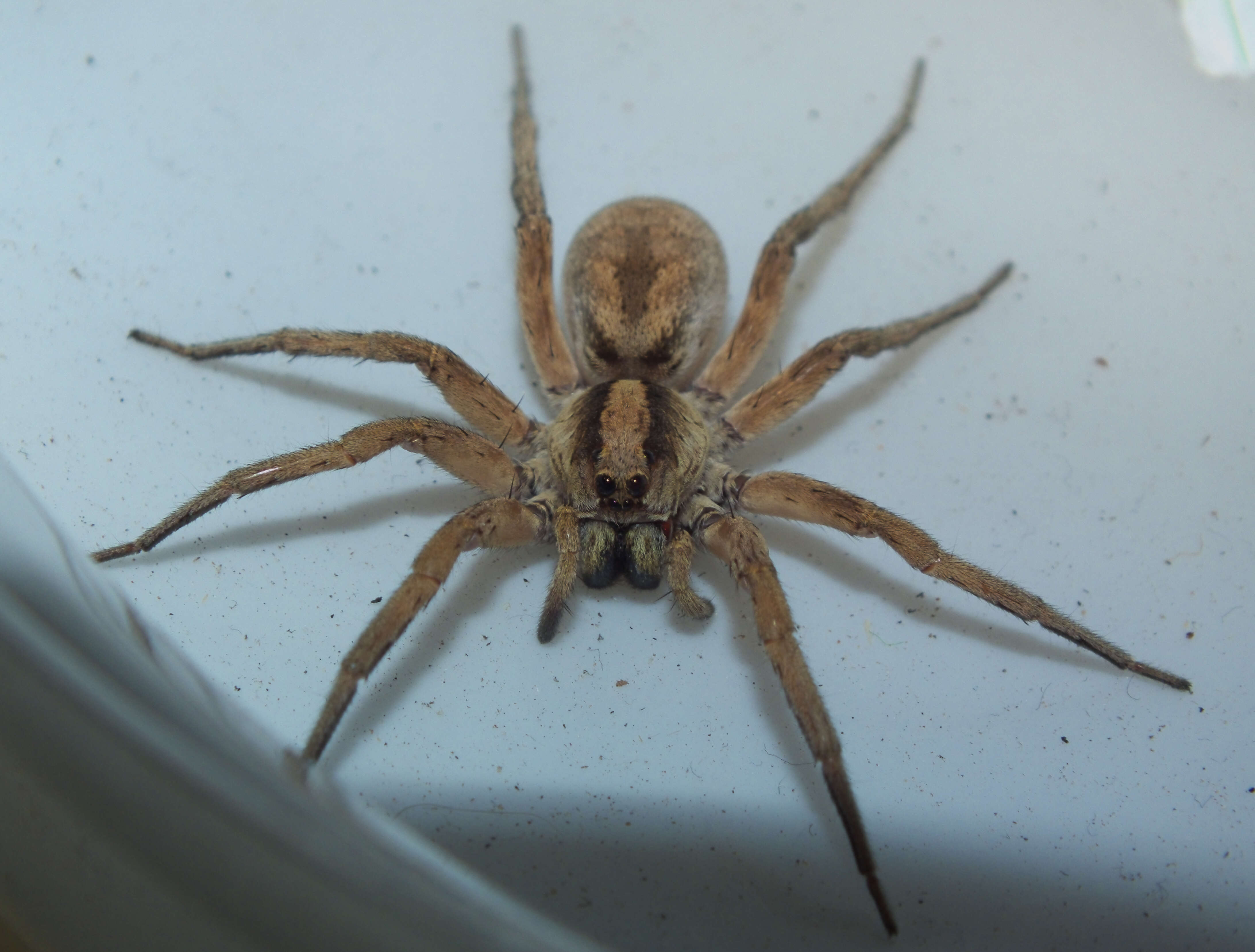 Image of wolf spiders