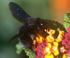 Image of carpenter bee