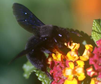 Image de Xylocopa violacea (Linnaeus 1758)