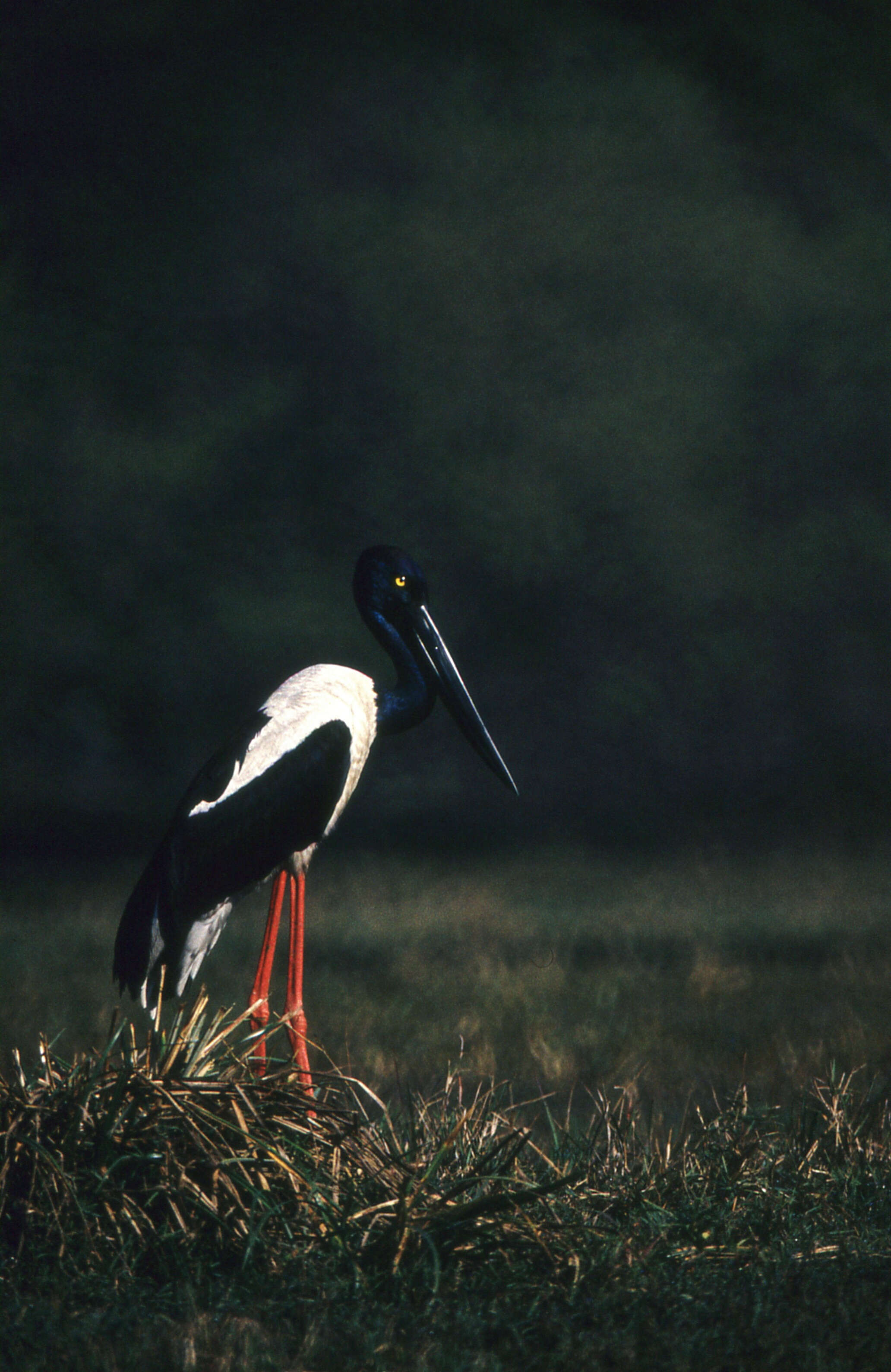 Image of Black-necked Stork