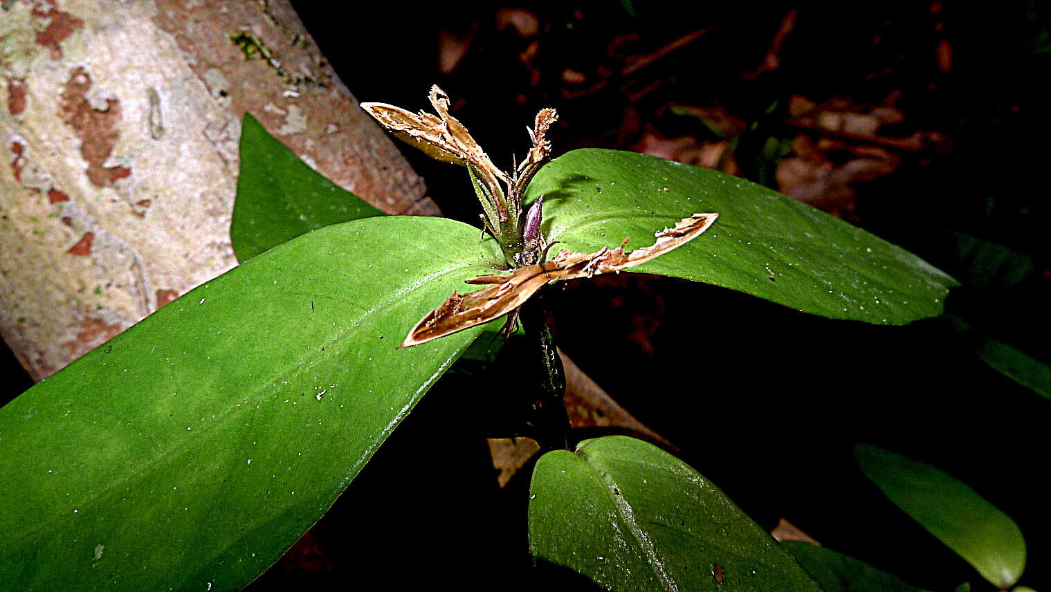 Image of Herpetacanthus