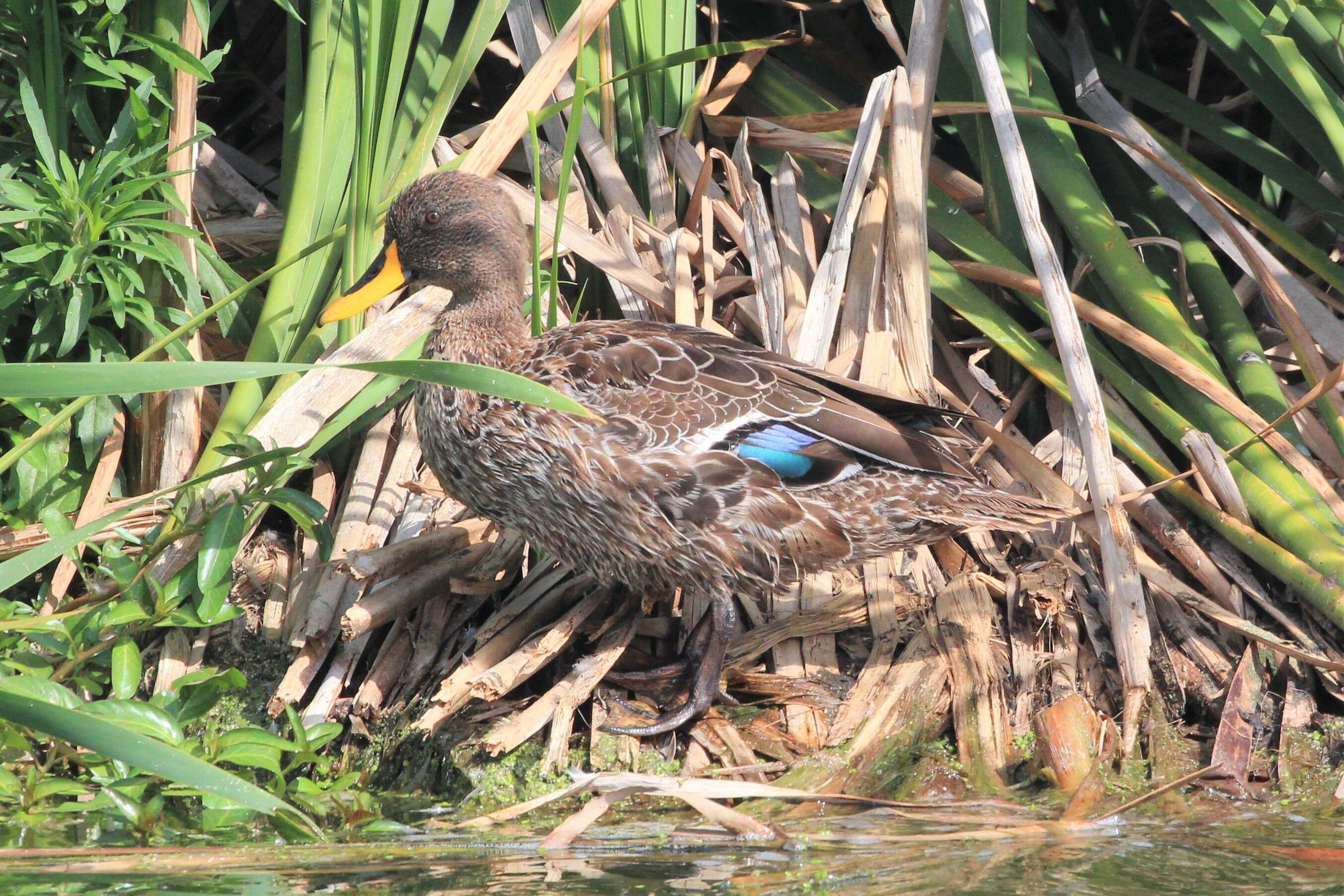 Image of Yellow-billed Duck