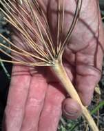 Imagem de Lomatium nudicaule (Pursh) Coult. & Rose