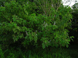 Image of Tropical-Lilac