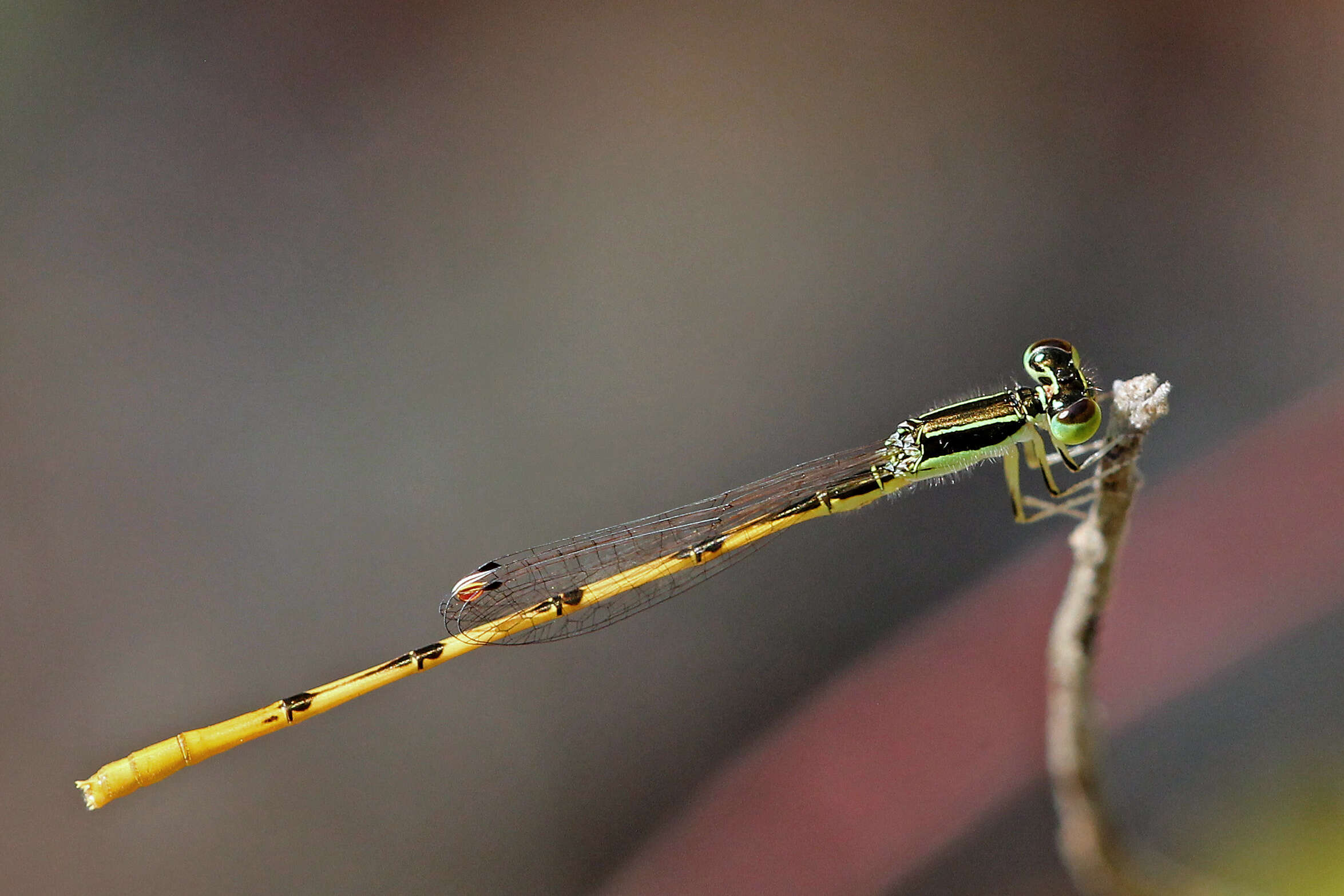 Image of forktail