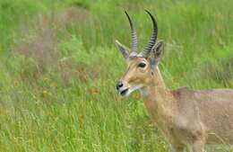 Image of Reedbuck