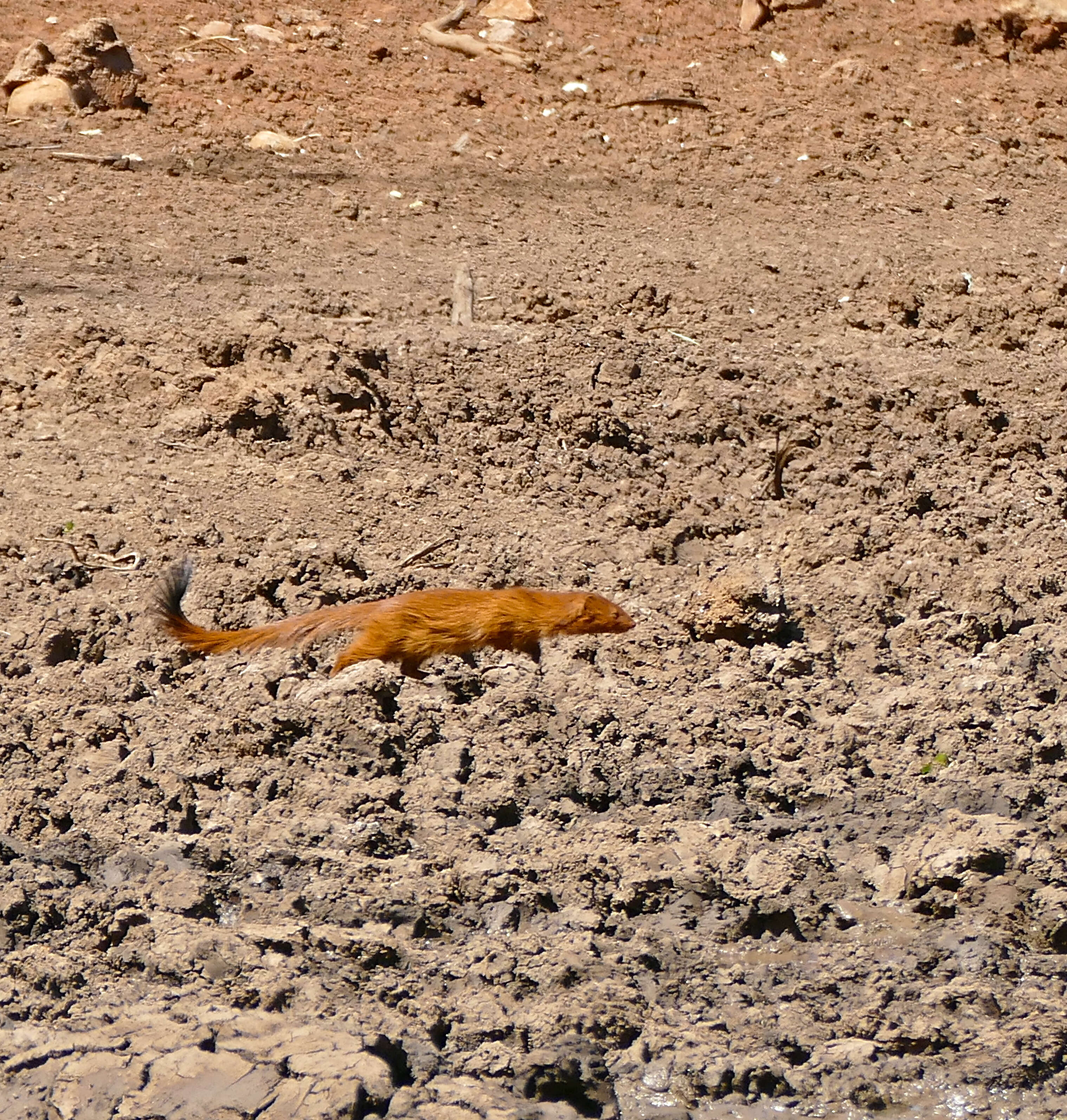 Image of Slender Mongooses