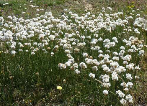 Image of Armeria alliacea (Cav.) Hoffmanns. & Link