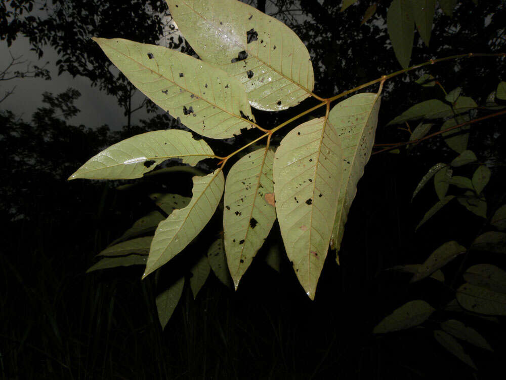 Vismia baccifera (L.) Triana & Planchon resmi