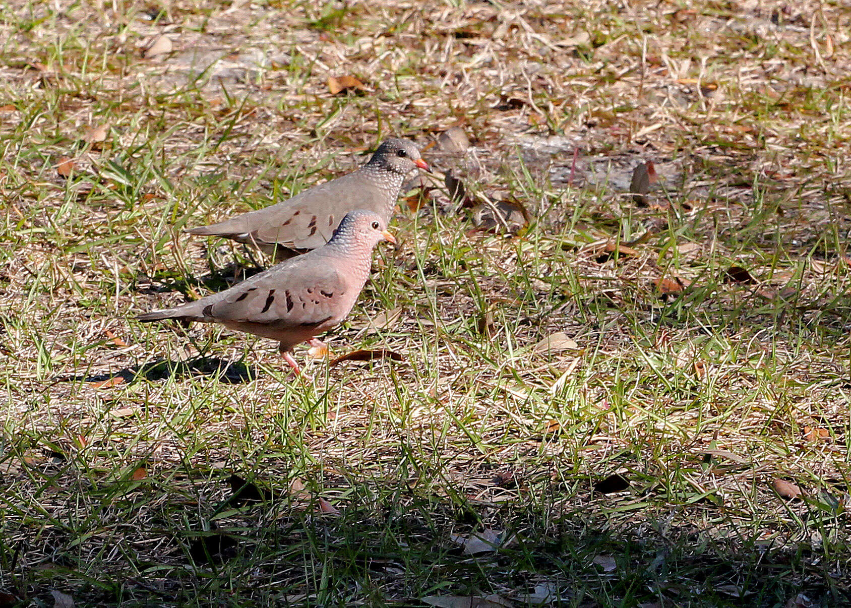 Image de Columbina Spix 1825