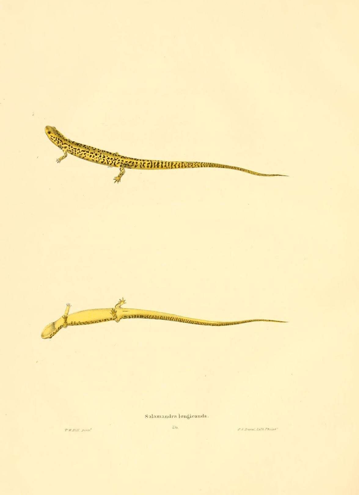 Image of Salamandra longicauda