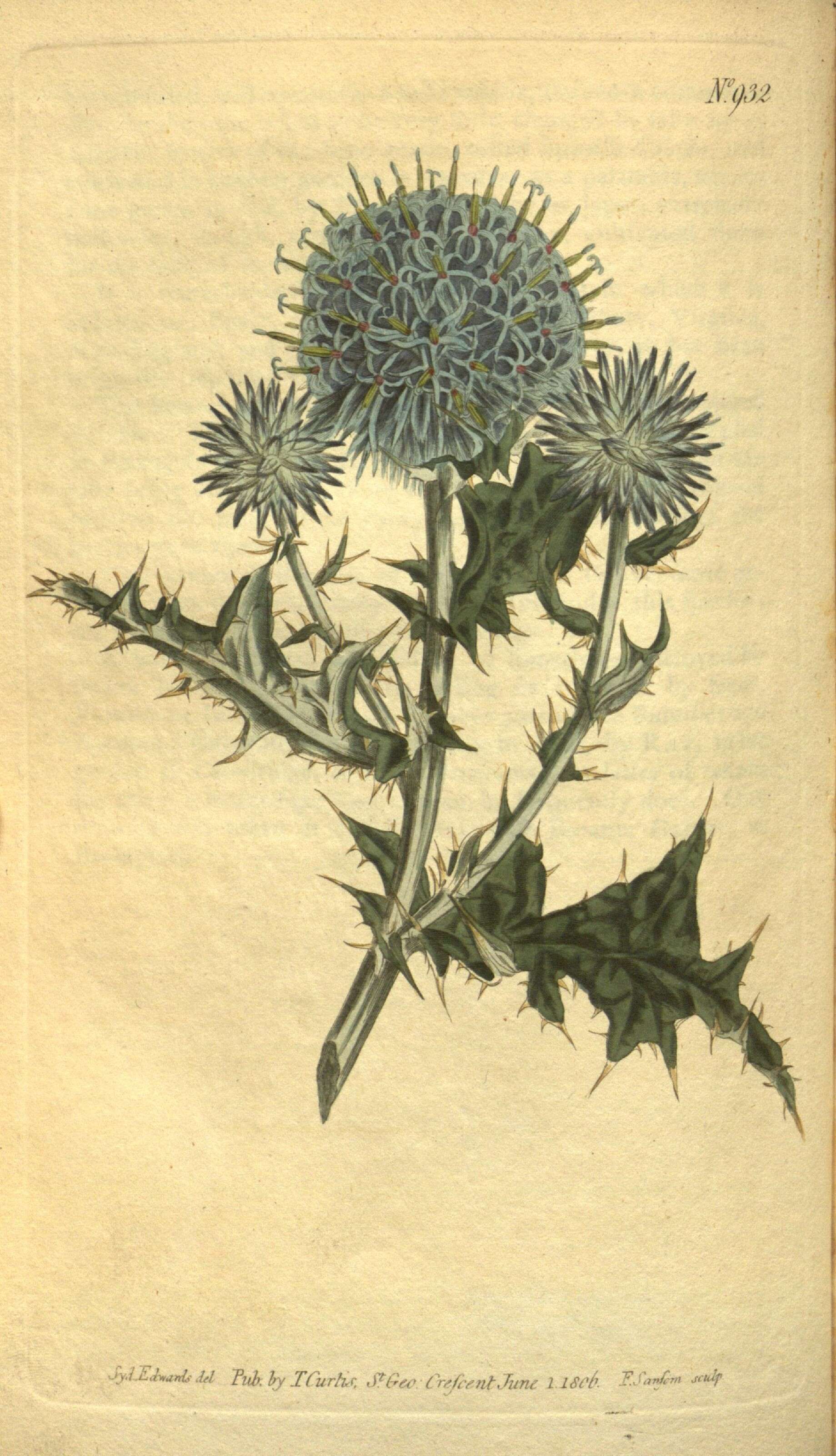 Image of globethistle