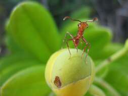 Plancia ëd Davilla sessilifolia Fraga