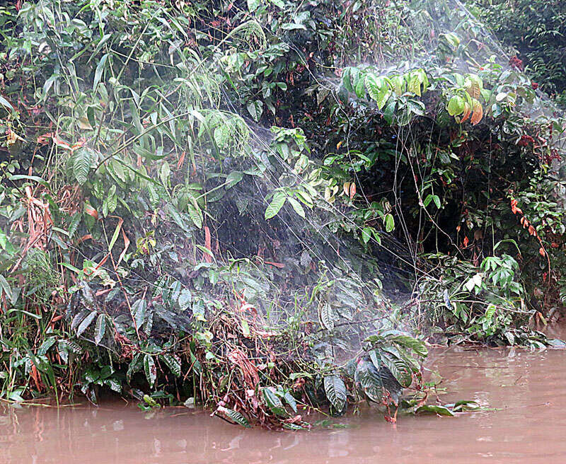 Image of South American social spider