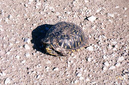 Image of Ornate Box Turtle