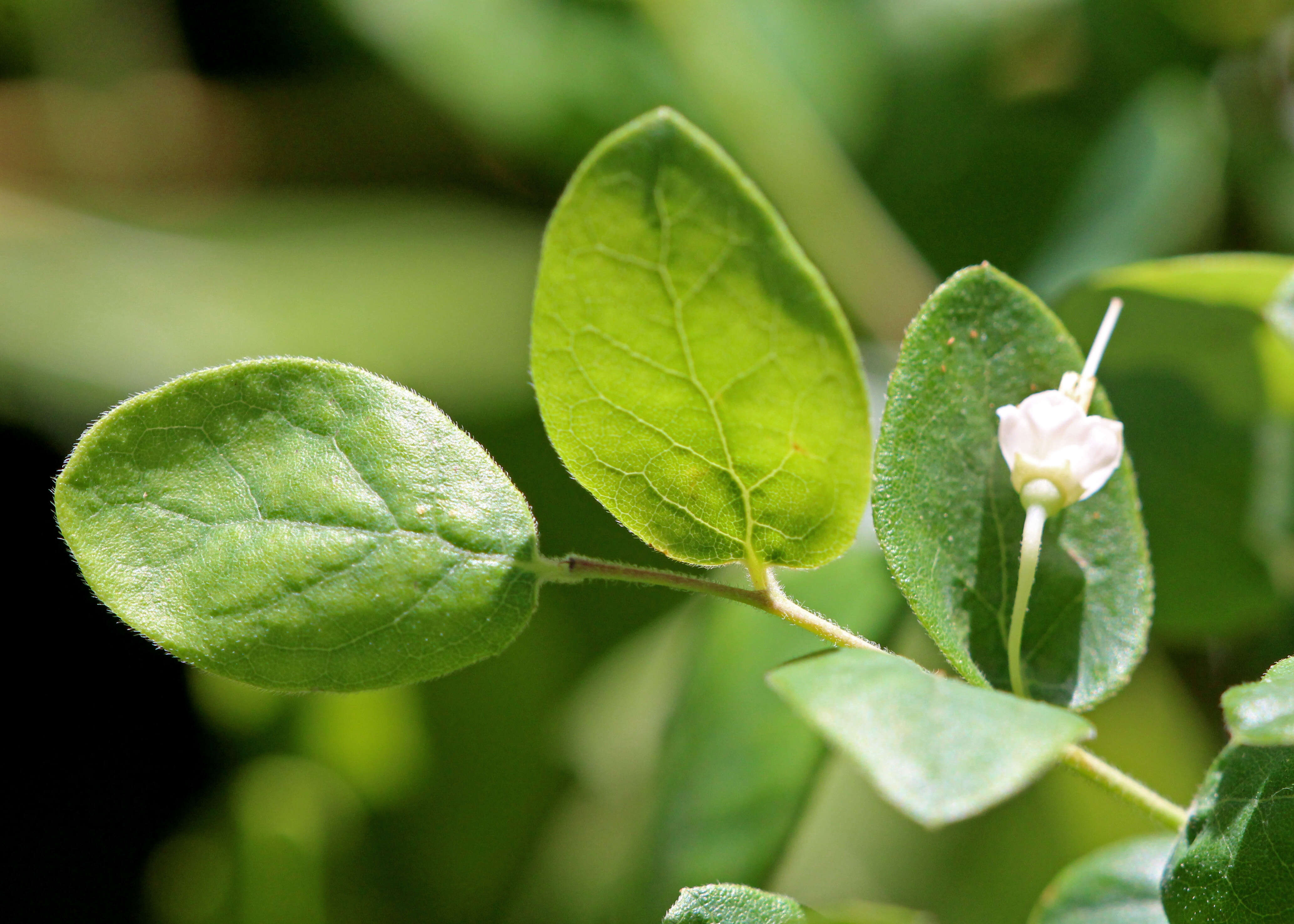 Vaccinium stamineum L.的圖片