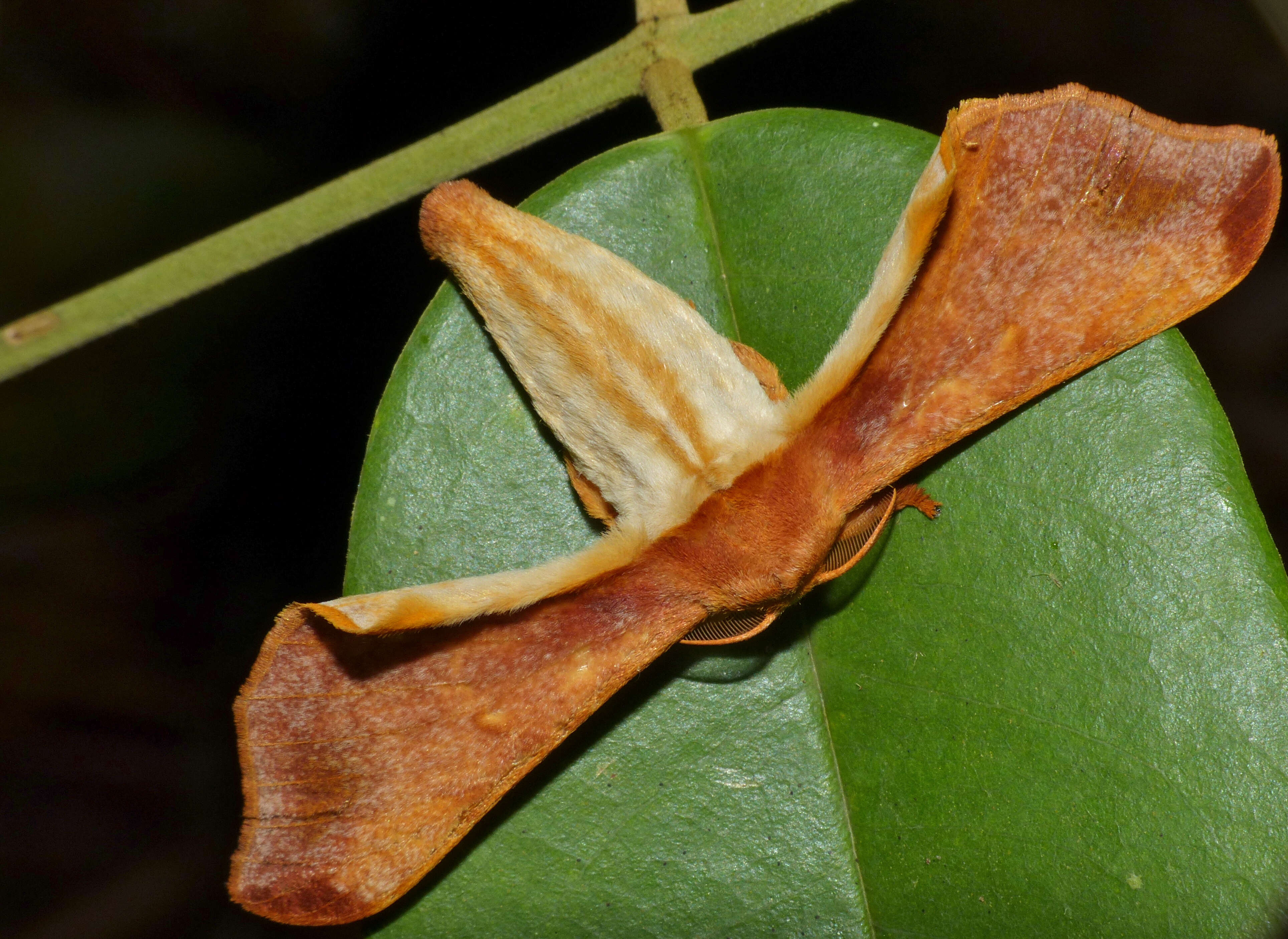 Image of Bombycinae