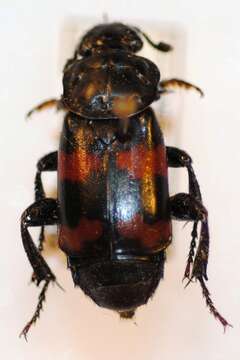 Image of Nicrophorus (Nicrophorus) validus (Portevin 1920)