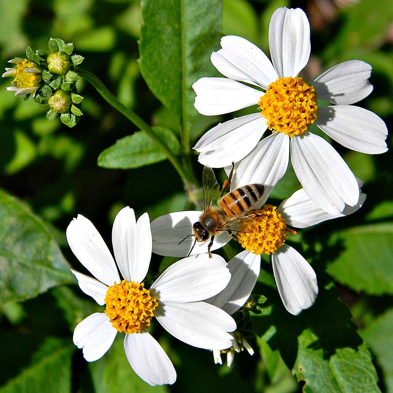 صورة Bidens alba (L.) DC.