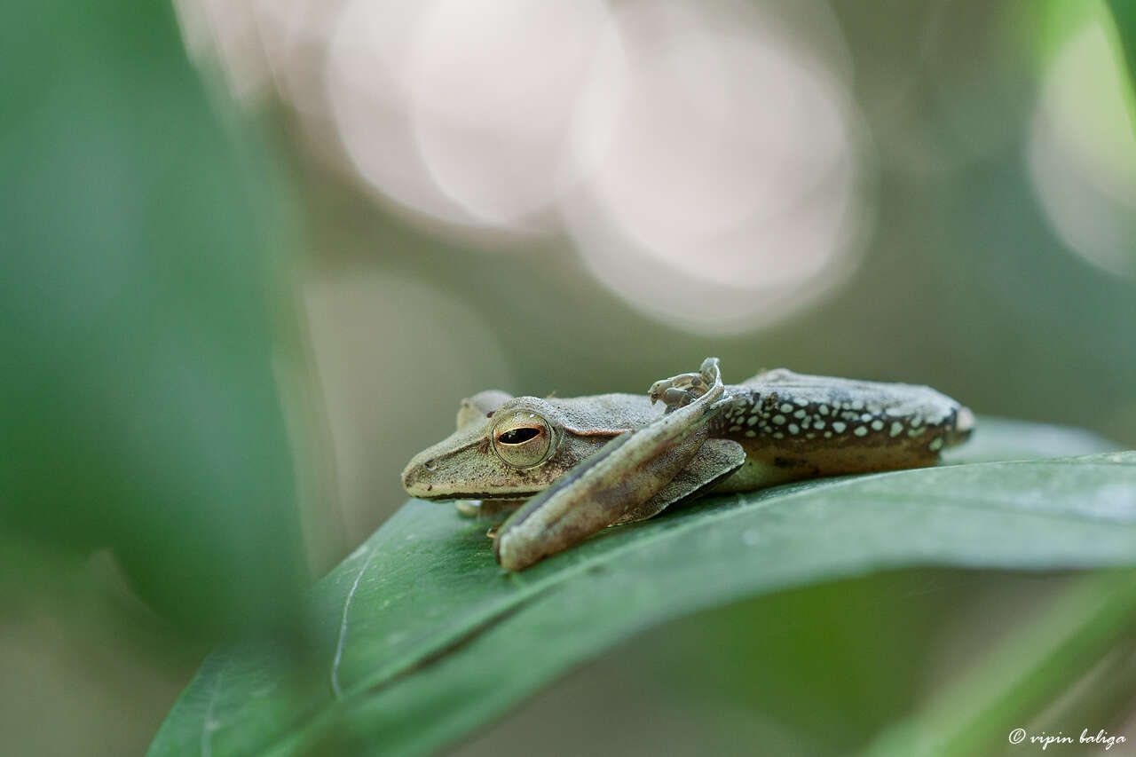 Image of Polypedates Tschudi 1838