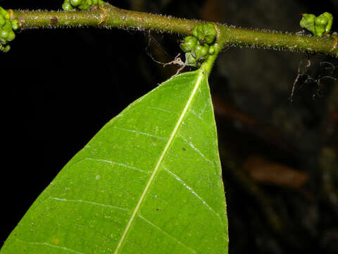 Image de Trophis caucana (Pittier) C. C. Berg