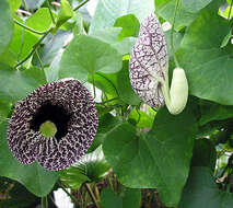 Image of elegant dutchman's pipe