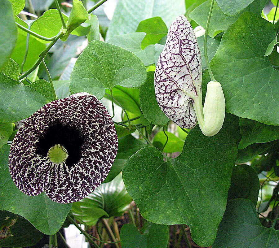 صورة Aristolochia elegans Mast.