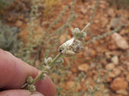 Image of lynx spiders