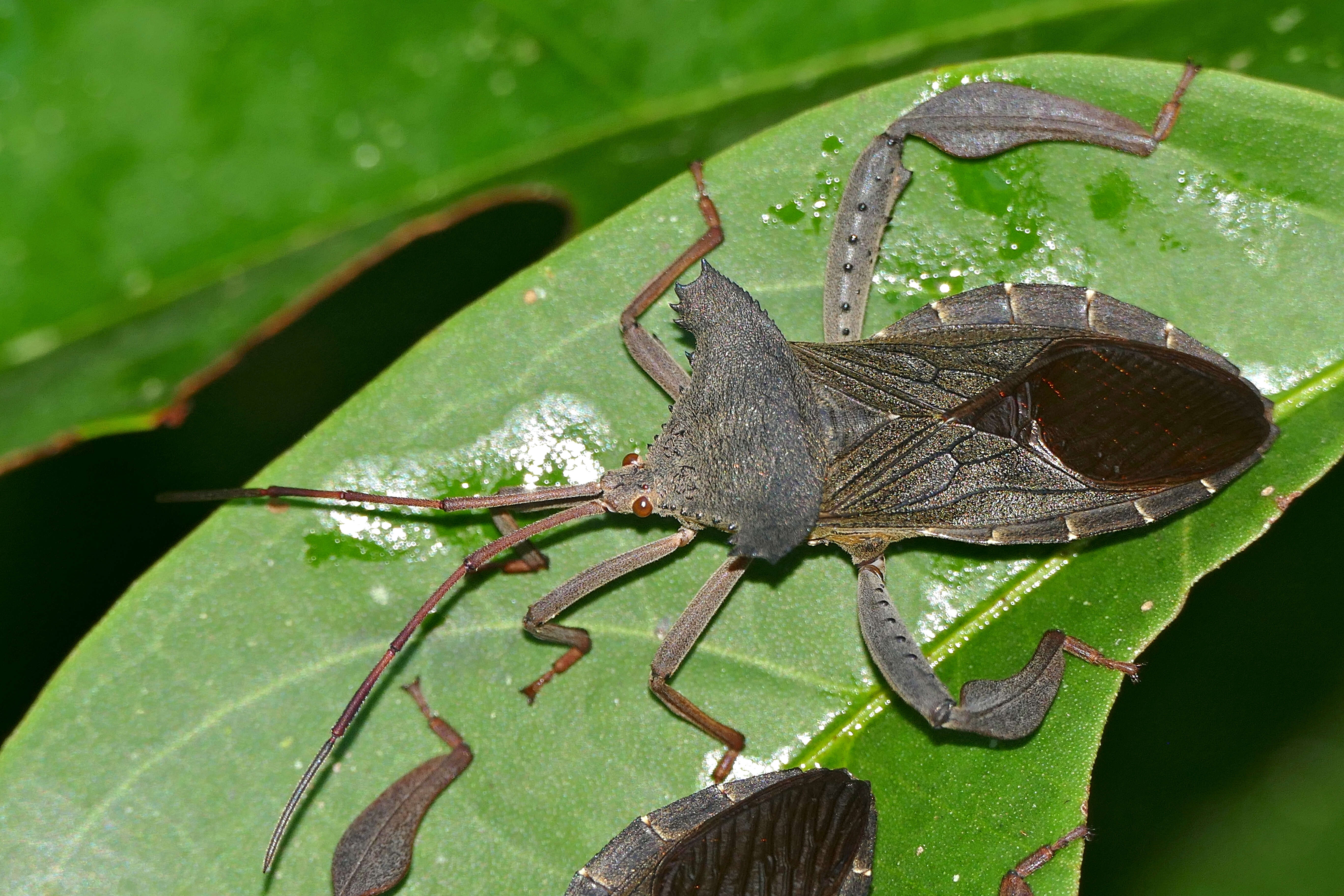 Image of Prionolomia malaya (Stål 1865)