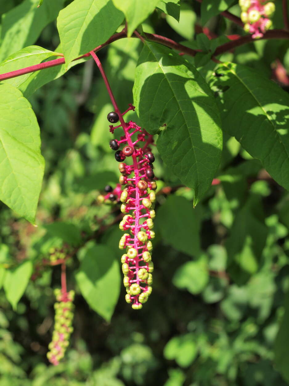 Image of pokeweed