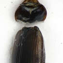 Image de Choleva (Cholevopsis) spadicea (Sturm 1839)