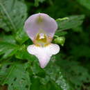 Image of Impatiens