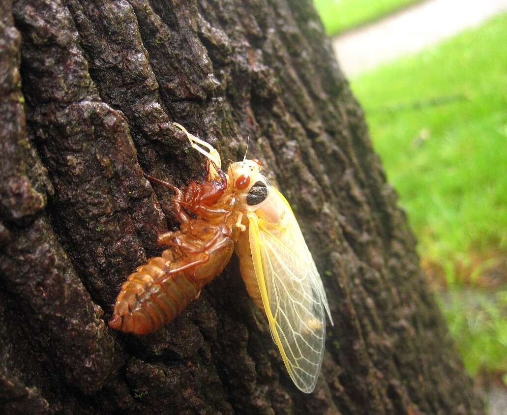 Image of Periodical Cicadas