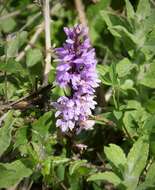 Image of Dactylorhiza saccifera (Brongn.) Soó