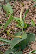 Image of Aristolochia croatica Horvatic