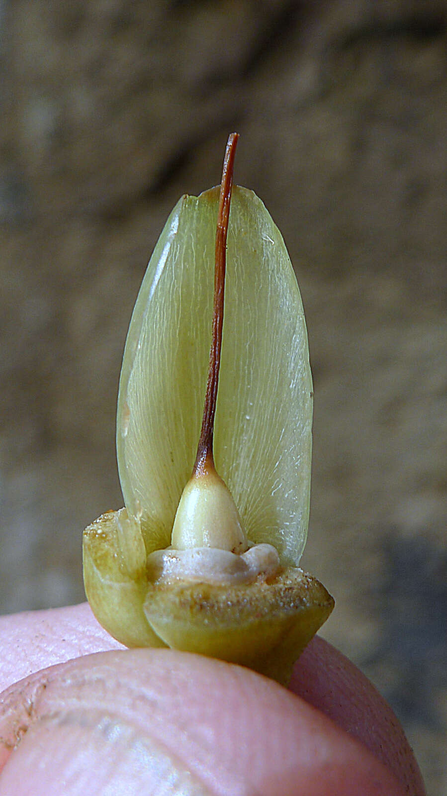 Image of Ipomoea philomega (Vell.) House