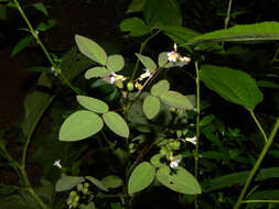 Image of Oxalis microcarpa Benth.