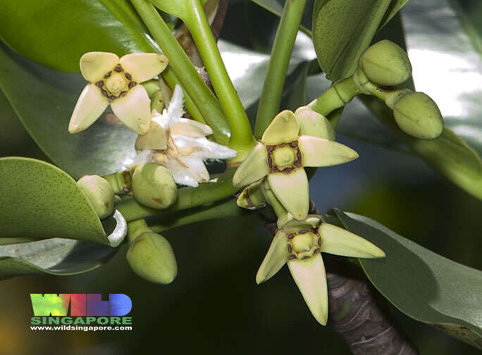 Image of mangrove