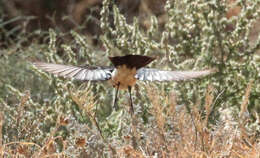 Image of Diamond Dove