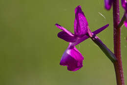 Image of Loose-flowered orchid